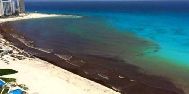 ¿Por qué está invadiendo las playas de Quintana Roo?