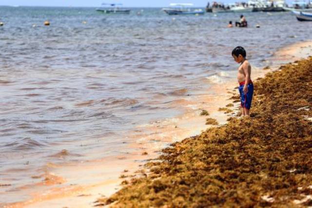 Buscan declarar como desastre natural al arribo de sargazo en playas mexicanas.