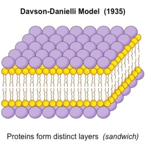 Danielli
