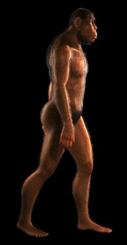 1.8 millones y 300 mil años AC / Homo erectus