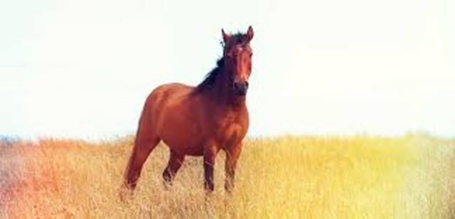 A Newfound Passion for Horses