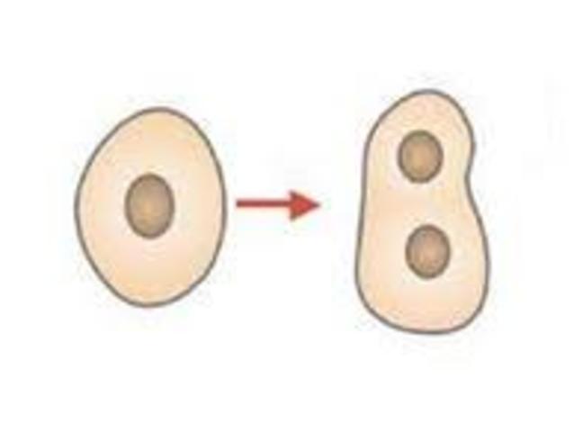 Amitosis - Cariocinesis