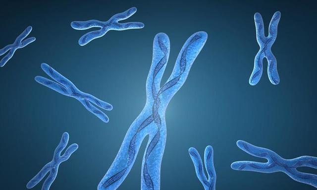 Waldeyer, Cromosomas