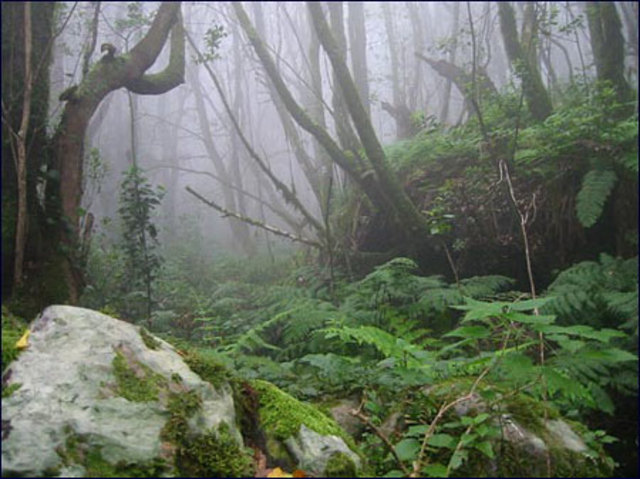 La Gimnospermas empiezan a tener importancia