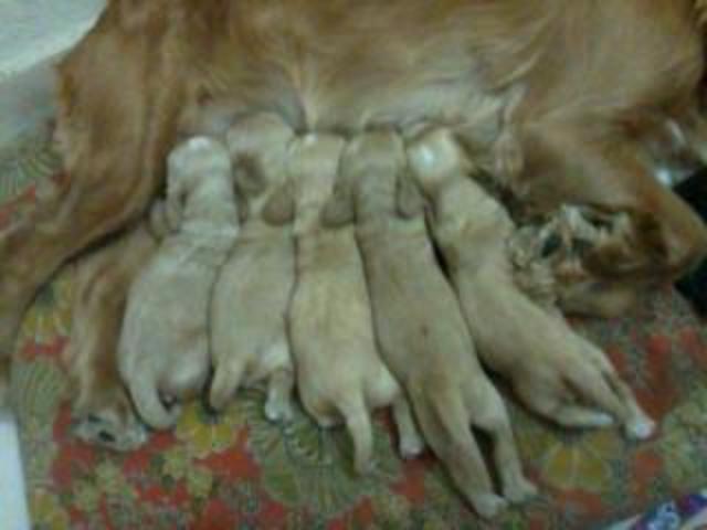 Nacimiento de mis bebés