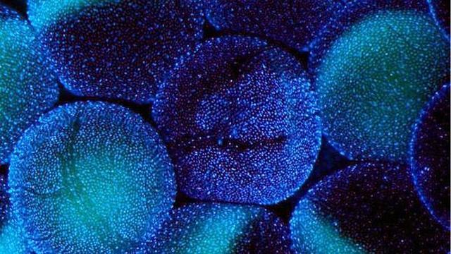 Nuevos descubrimientos para una nueva célula