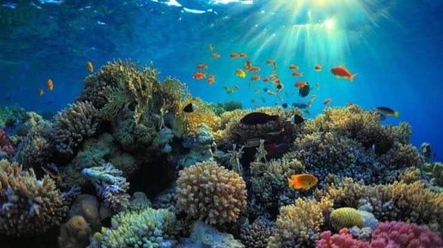 En peligro, los arrecifes de coral por el cambio climático