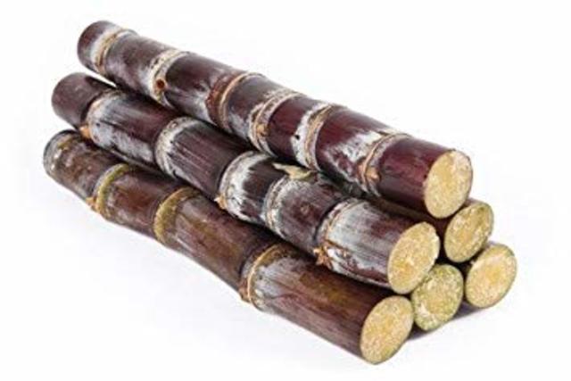 Sugar cane