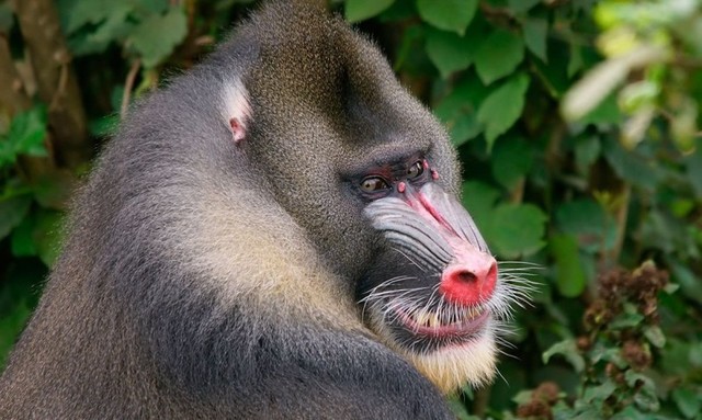 Similitudes entre especies