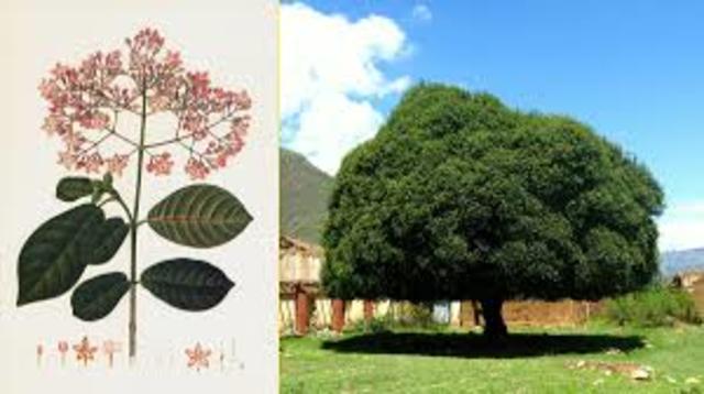 La Coca y los efectos sobre la Malaria (siglo XVII)