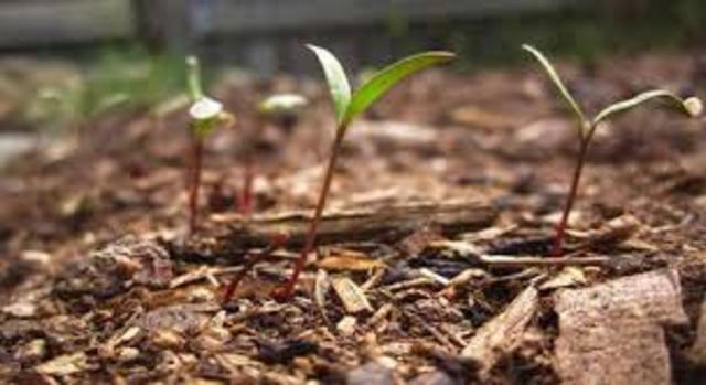 La expansión de la Quina