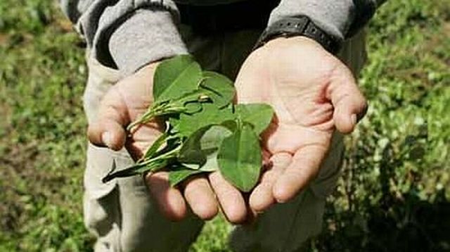 La Coca en Argentina