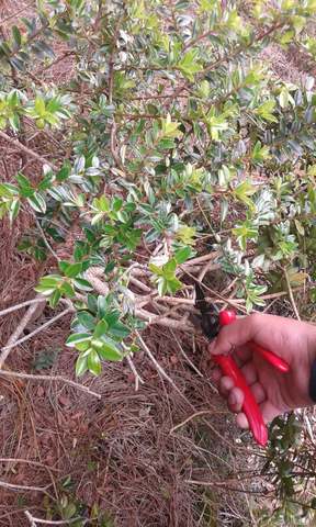 Poda de la planta para extraccion
