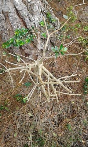 Planta podada completa