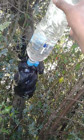 Idratacion del acodo aereo