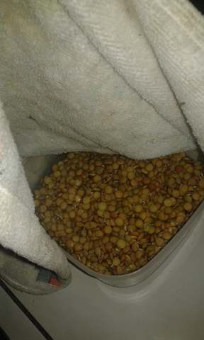 aqui se puede visualizar los primeros pasos de germinado de lentejas