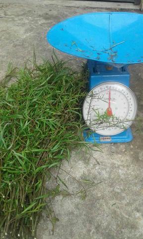 Se recolecta material vegetal de sauce para hacer la hormona de sauce