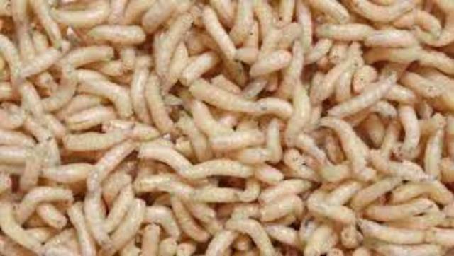 Sterile Maggots