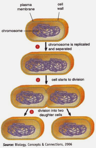 Descubrimiento de la amitosis