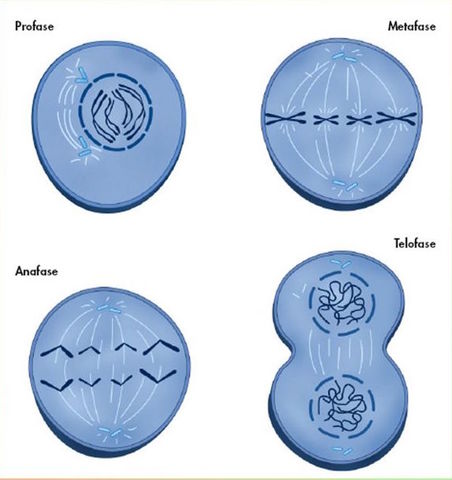 Descubrimiento de la mitosis.