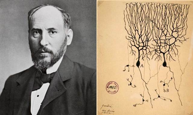 Contribución de Ramon y Cajal a la teoría celular