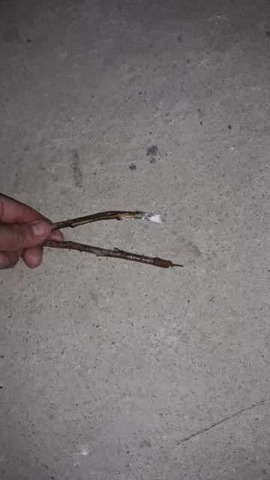 Colocación  de los esquejes.