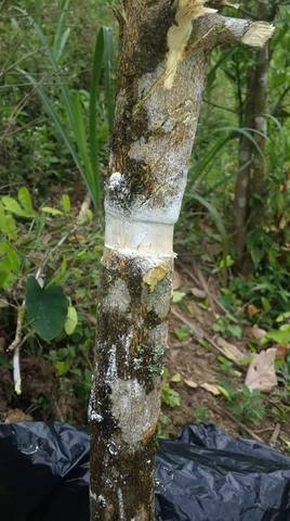 Realización de los acodos aéreos.