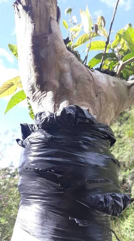 Acodo aéreo en guayaba.