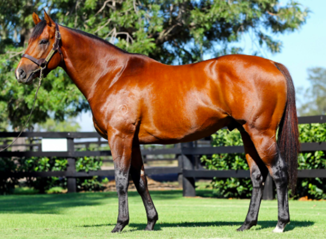 Horses are domesticated