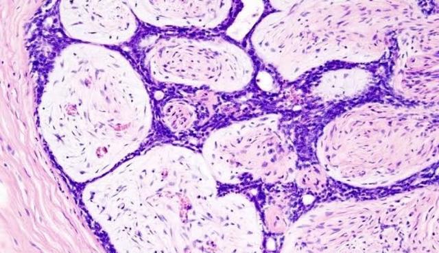 Schwan establece el término de metabolismo
