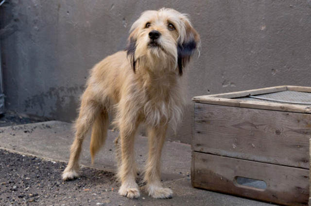 Arnold tells us about Oscar.