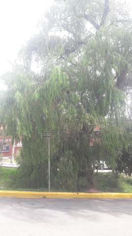 Planta Madre Selecta