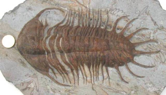 Ordovícico Inferior/Temprano