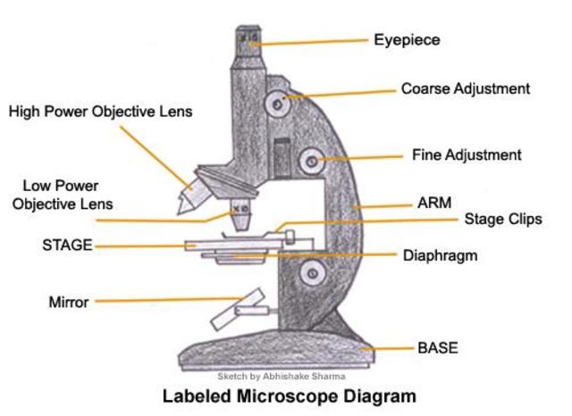Compound microscope