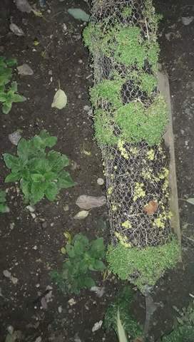 Observacion de la topiariA