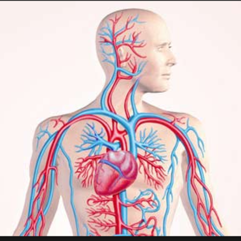 Circulatory System Discovery