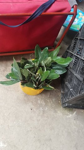 Recolección de material a trabajar.