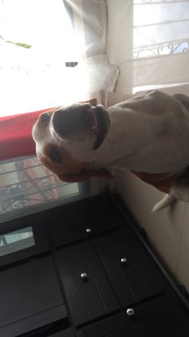 I Will be adopt a dog