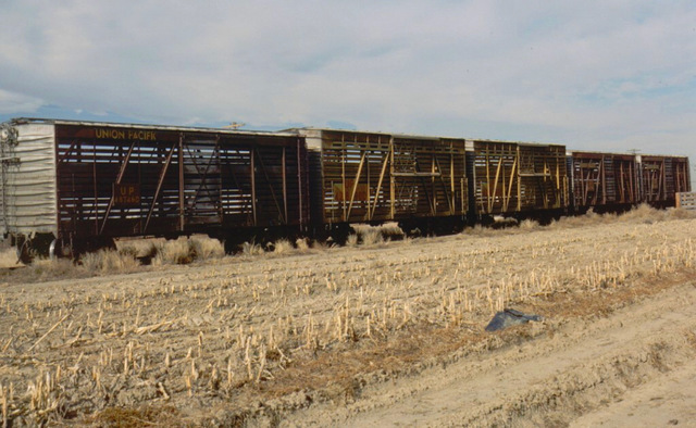 Transport to Auschwitz