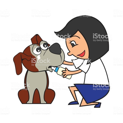 Volunteer in a foundation called CUATRO PATAS