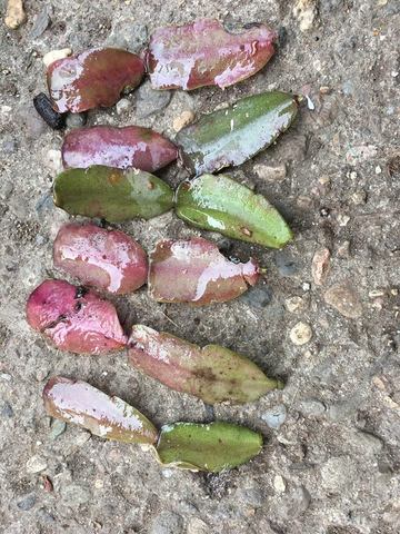 Recolección de esquejes