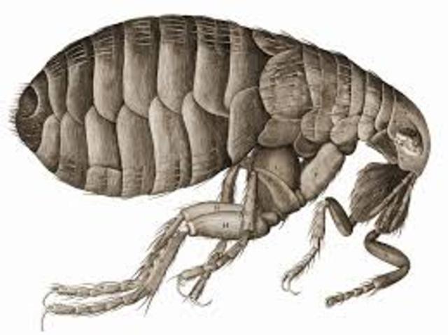 Plague fleas dicovery