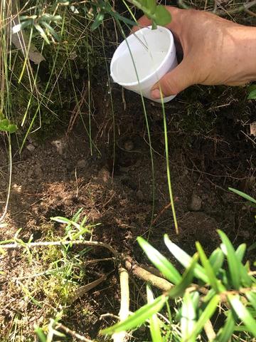 colocación de la hormona