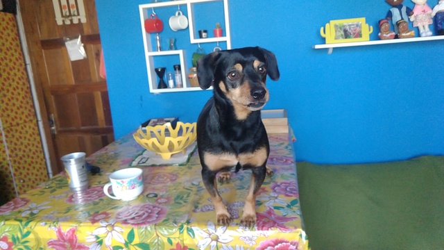 Adoção do nosso segundo Filho