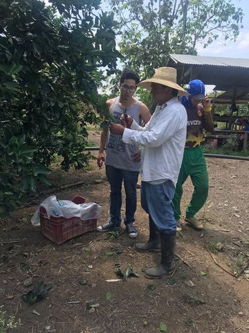 Recolección de esquejes