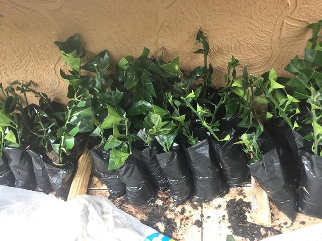 Separación de plantas