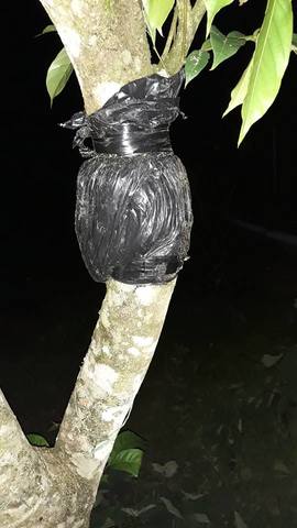 Acodo aéreo en guaba.