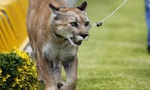 Muerte de la macosta representativa de la UNAM