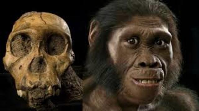 australopithecus