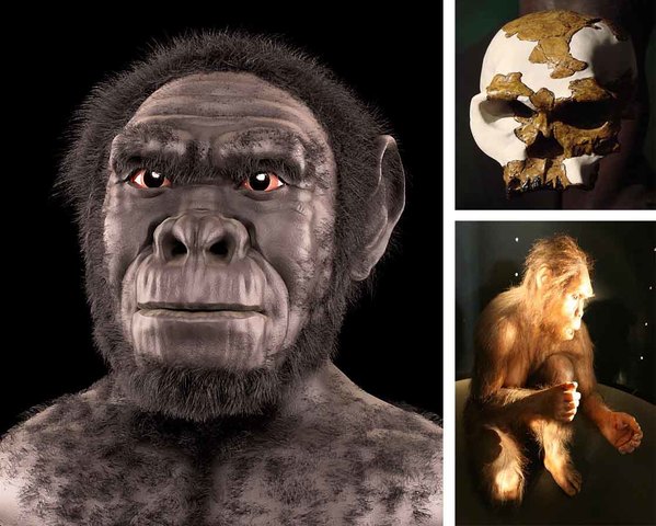 australopithecus